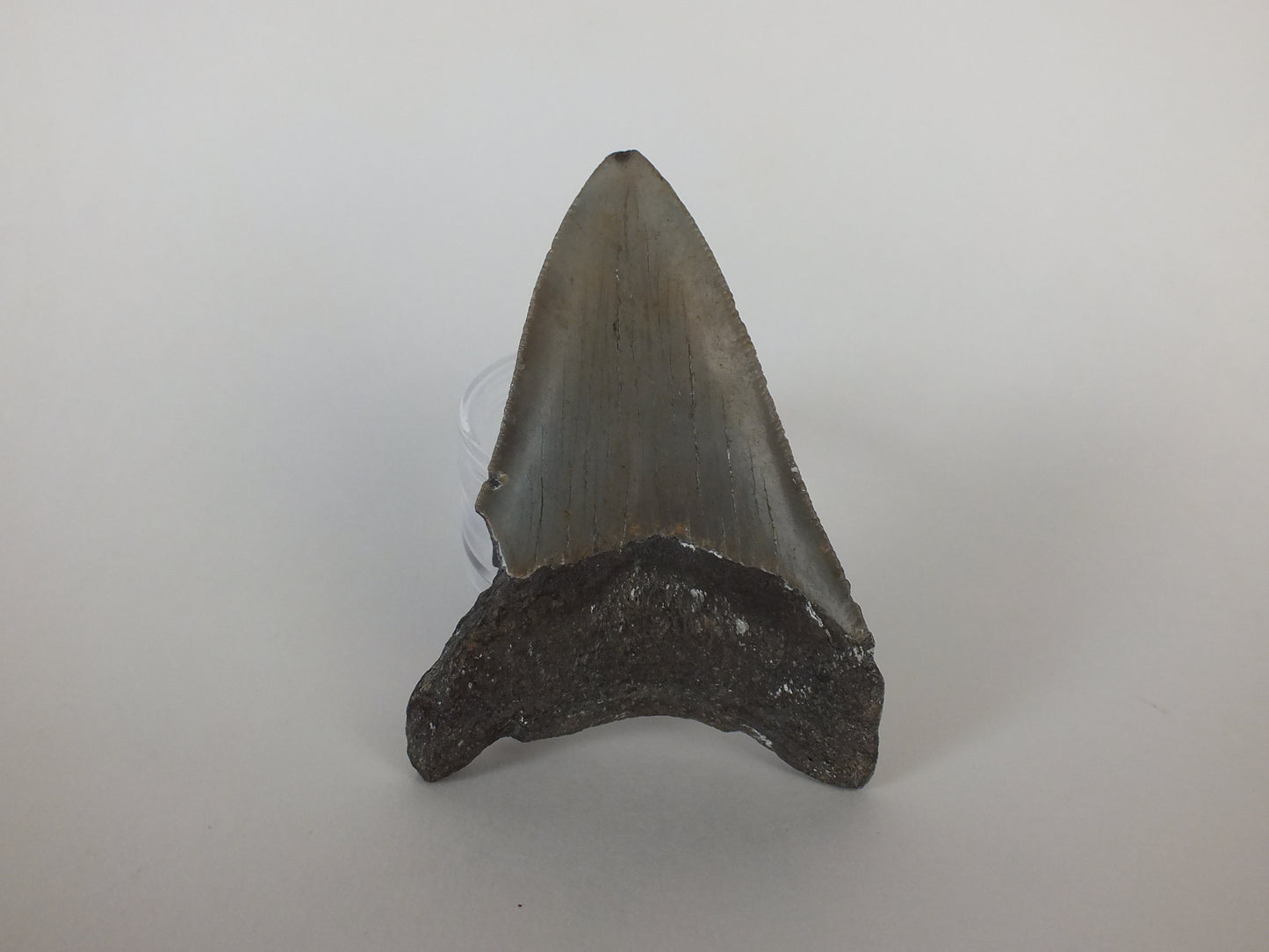 3.58" Megalodon Tooth