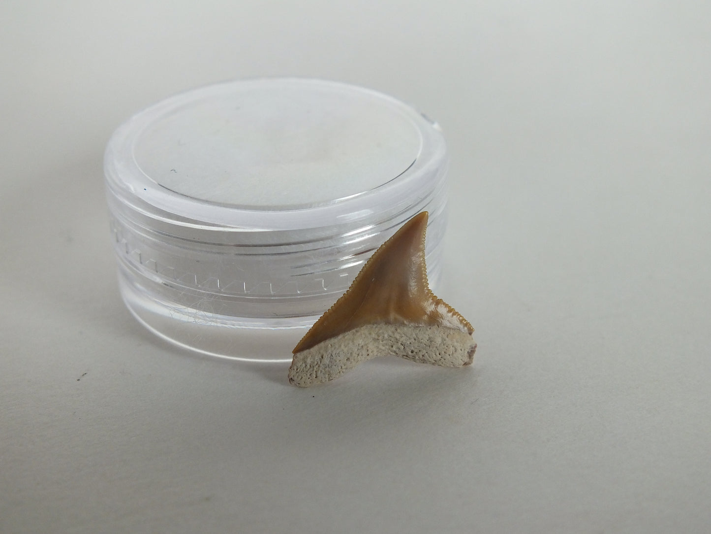 0.66" Bull Shark Tooth (Bone Valley)