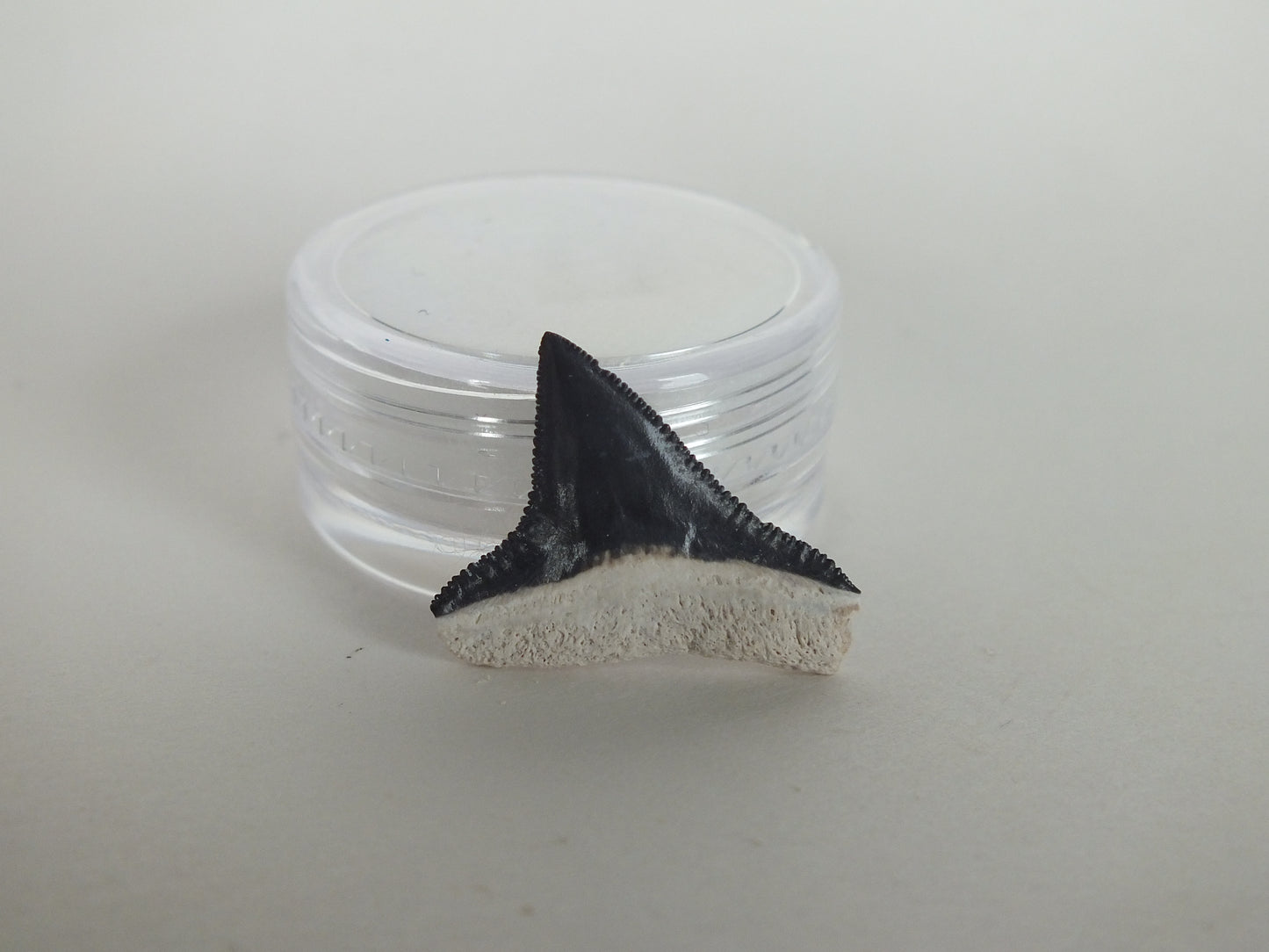0.84" Bull Shark Tooth (Bone Valley)