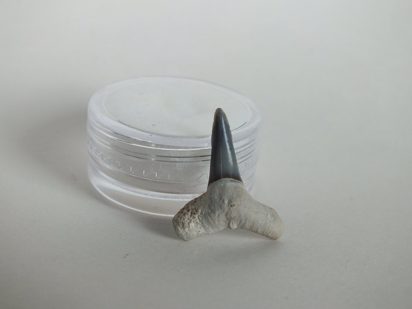 0.86" Lemon Shark Tooth (Bone Valley)