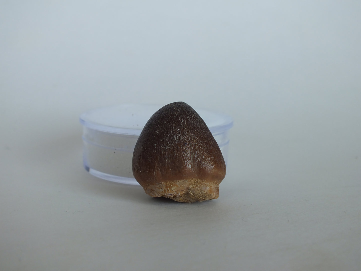 1" Globidensins Mosasaur Tooth