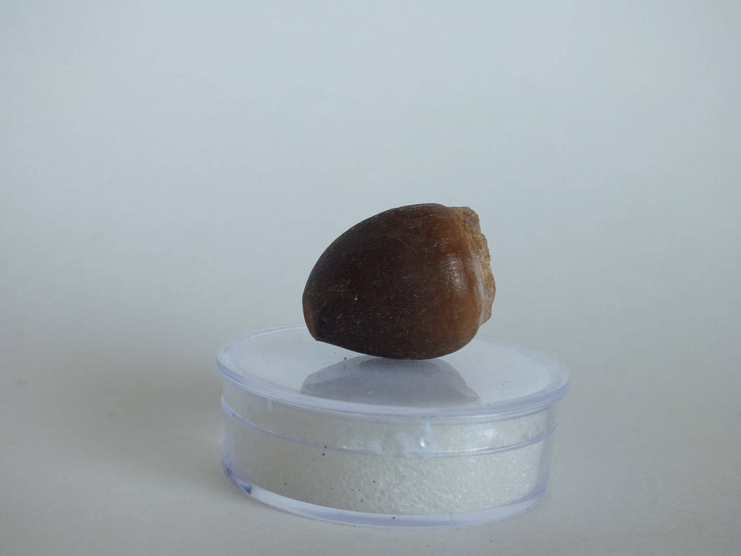 1" Globidensins Mosasaur Tooth