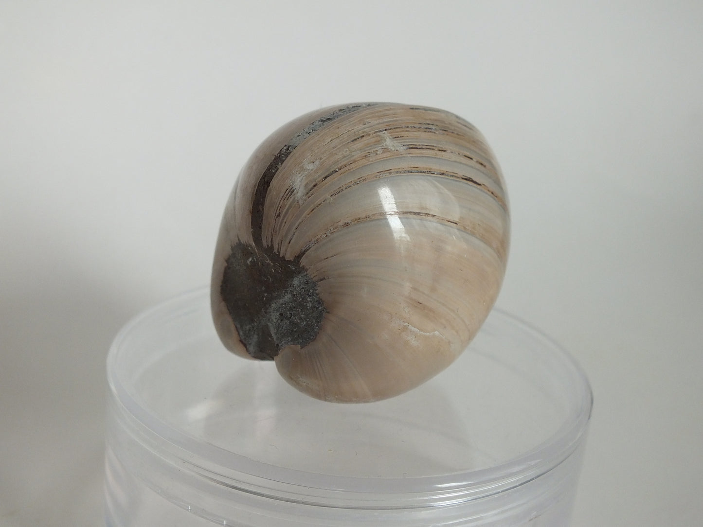 2" Fossil Bivalve (Madagascar)