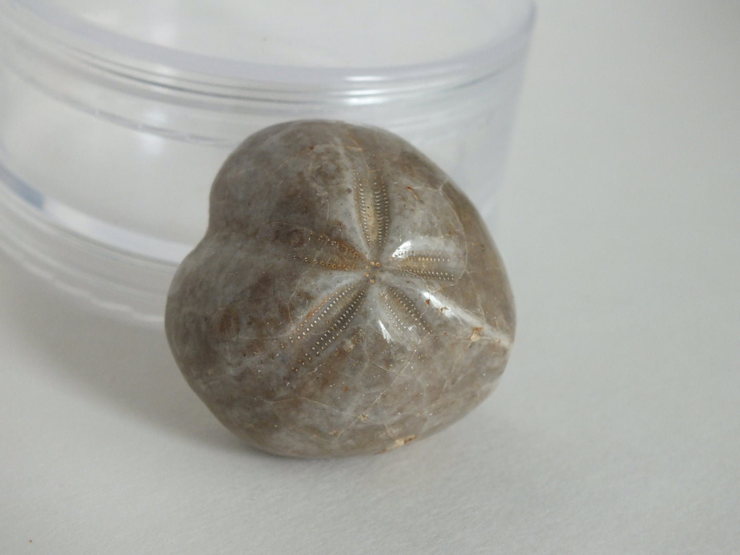 Echinoid Fossil (Madagascar)