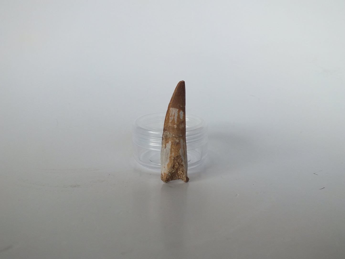 1.7" Plesiosaurus Tooth