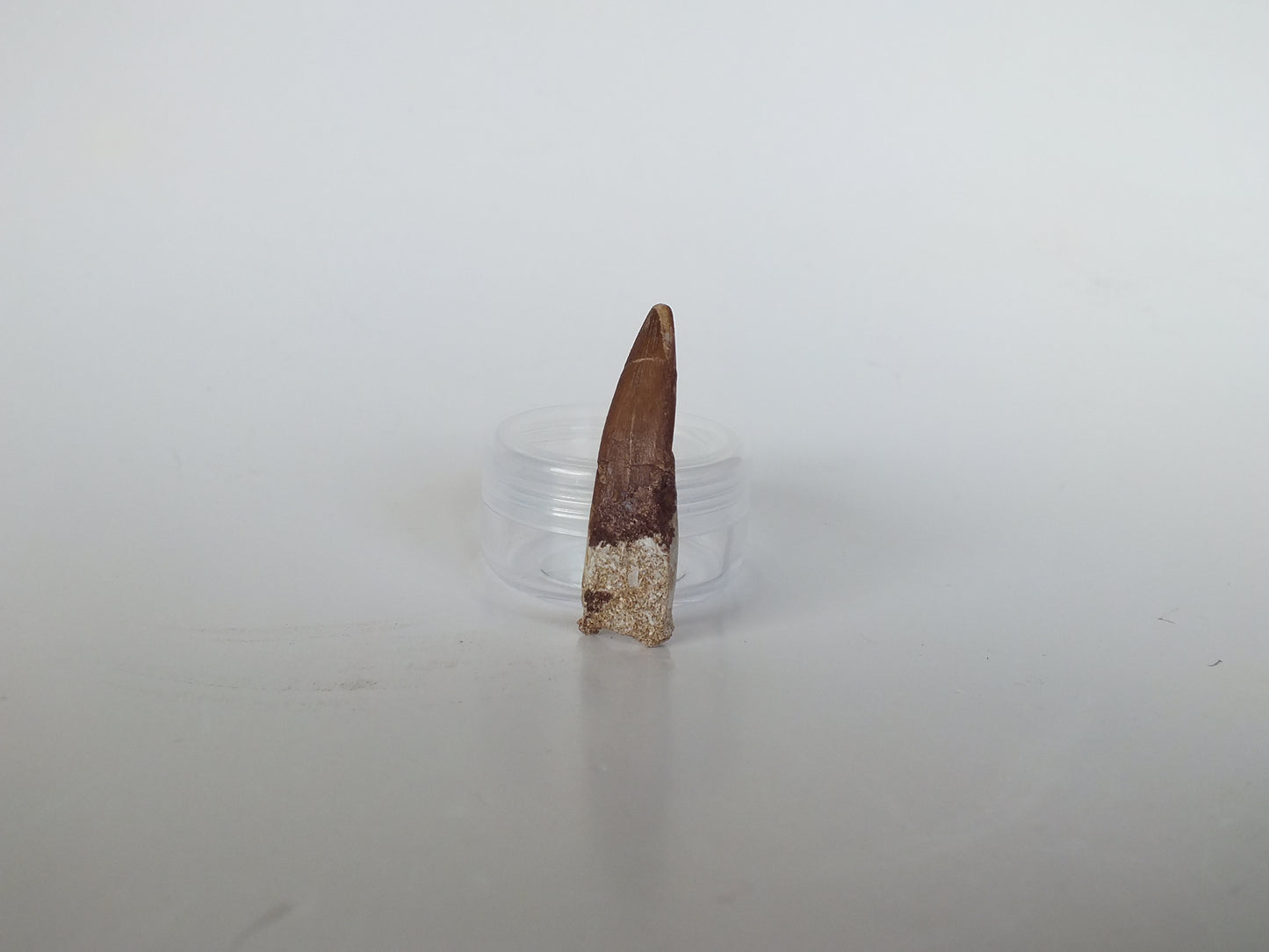 1.7" Plesiosaurus Tooth