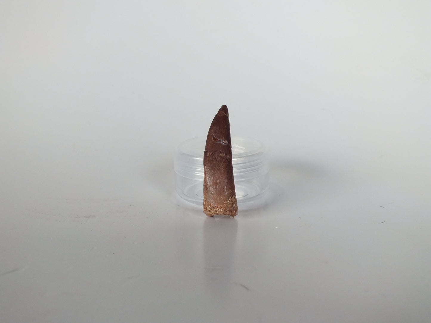 1.57" Plesiosaurus Tooth