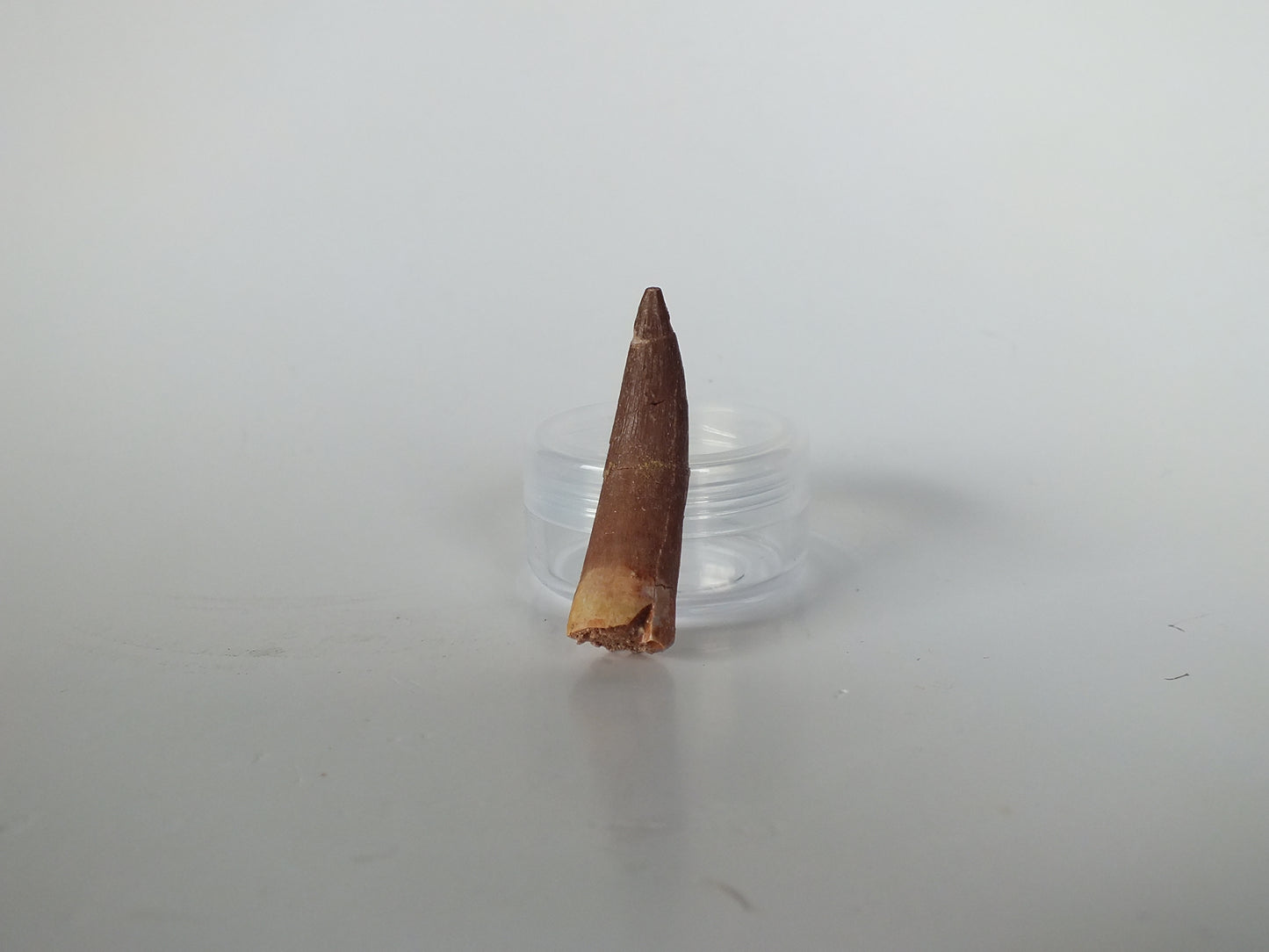1.57" Plesiosaurus Tooth