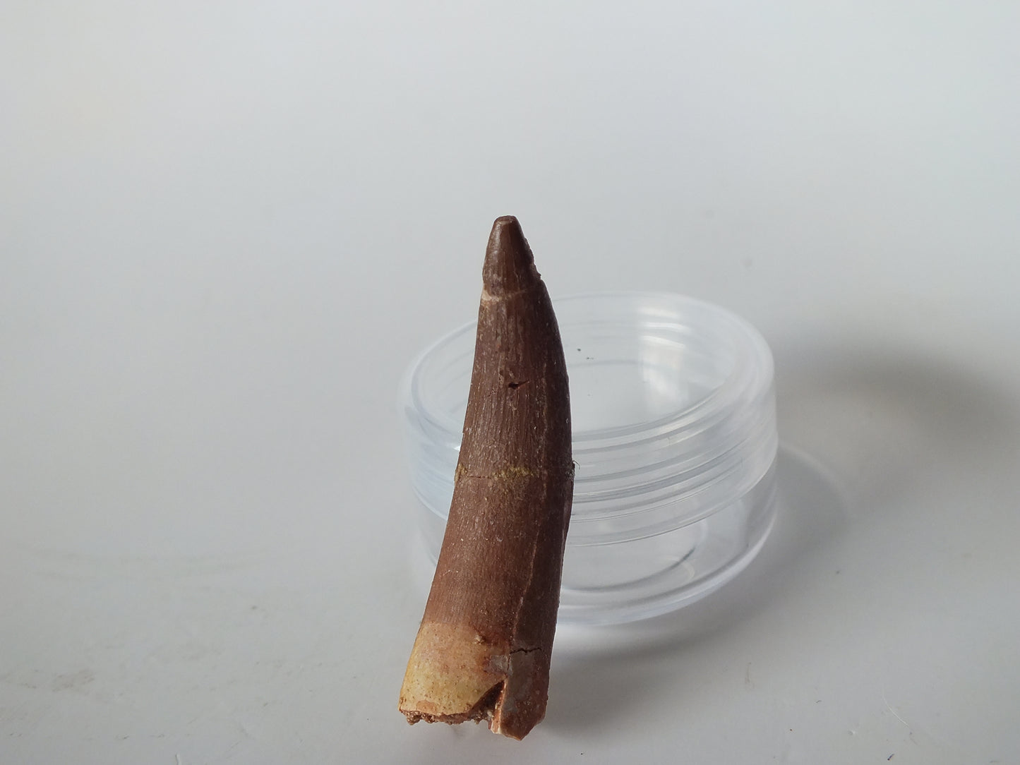 1.57" Plesiosaurus Tooth