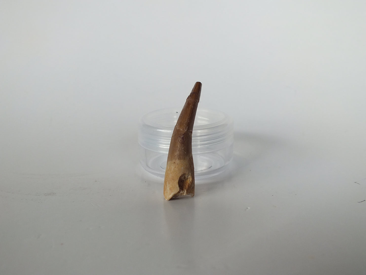 1.71" Plesiosaurus Tooth