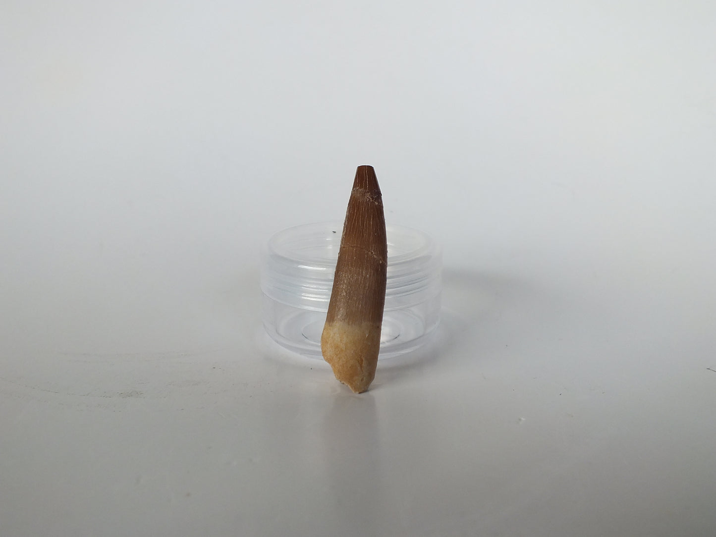1.71" Plesiosaurus Tooth