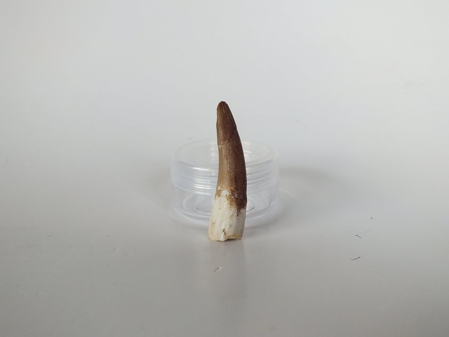 1.69" Plesiosaurus Tooth