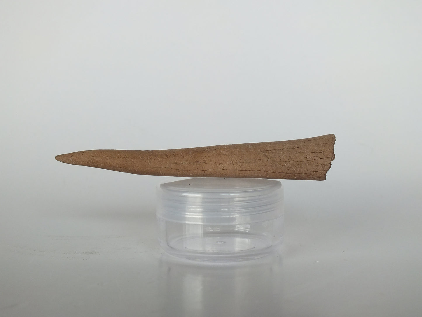 3.4" Fossil Deer antler