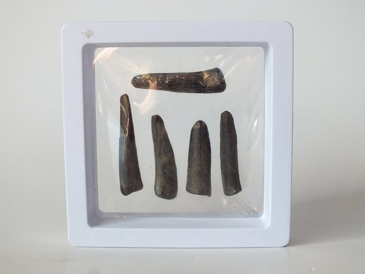 5 Enchodus Teeth (Mississippi)