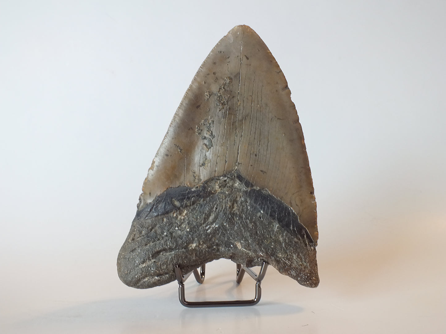 5.65" Megalodon Tooth