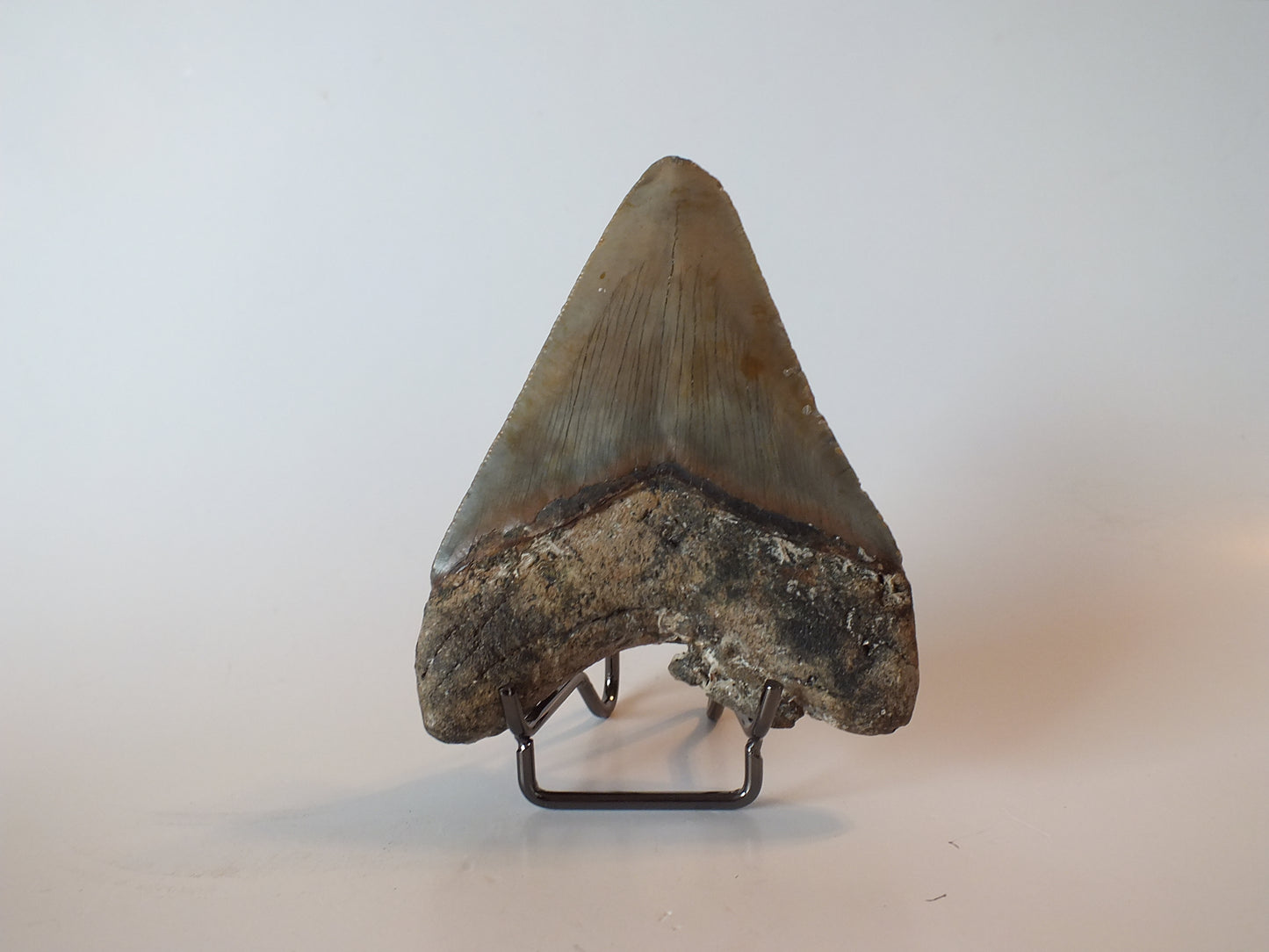 4.22" Megalodon Tooth W/ Fossil Coral