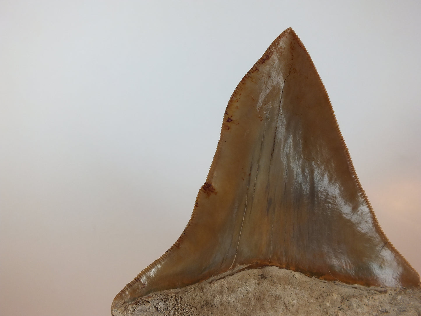 4.25" Pathological Megalodon Tooth (Indonesia)