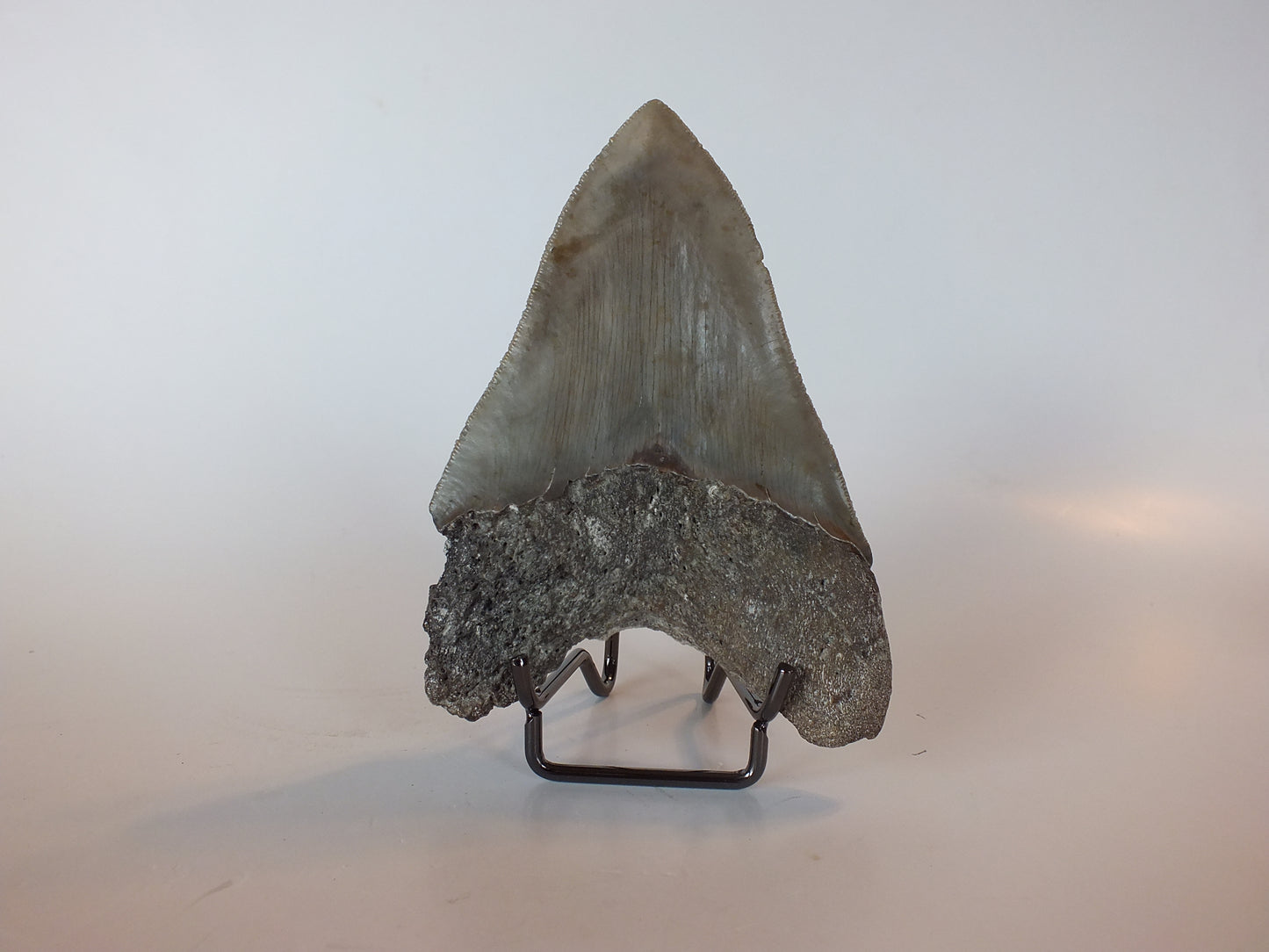 4.49" Megalodon Tooth