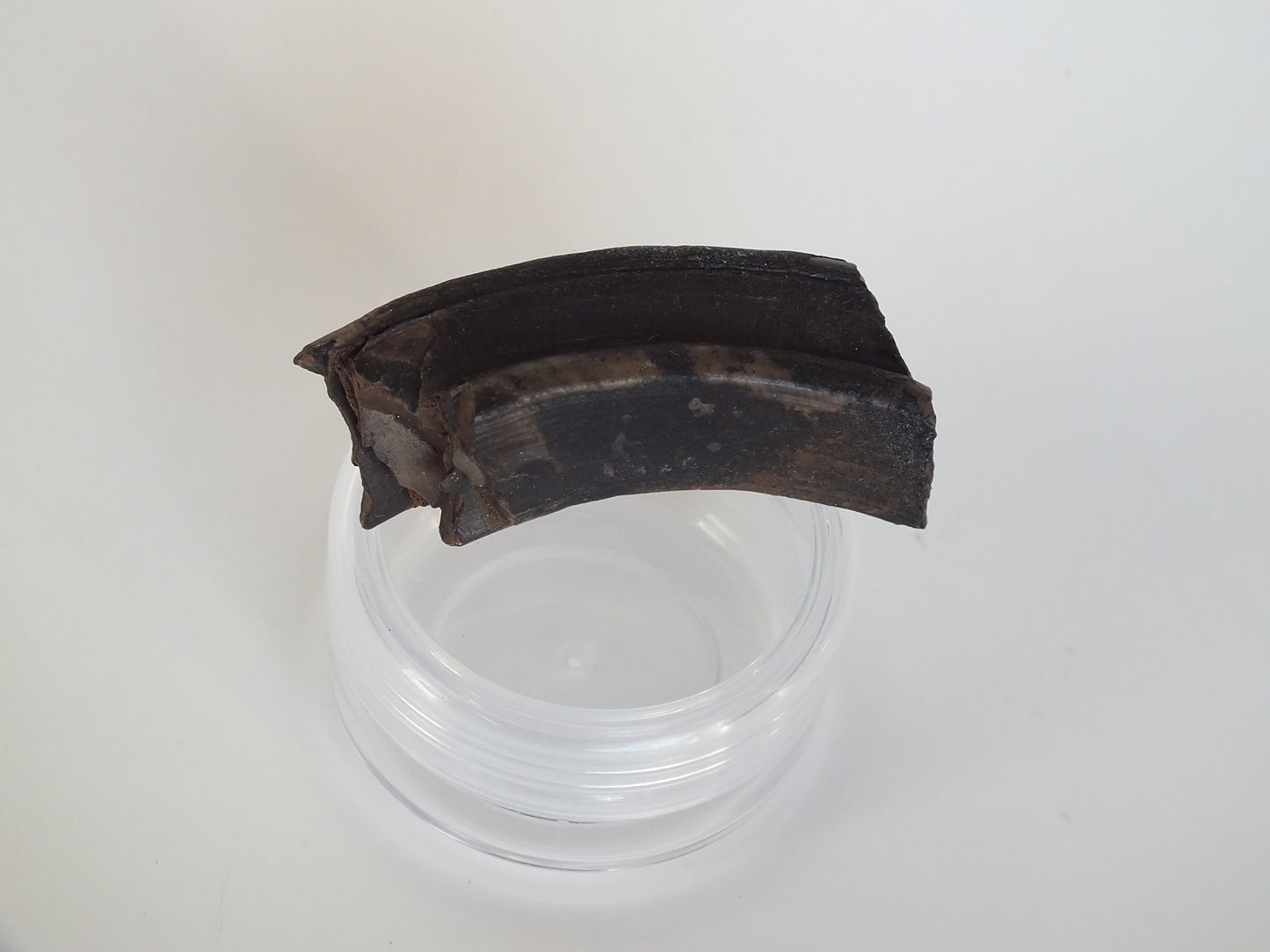 1.75" Giant Beaver Fossil Tooth