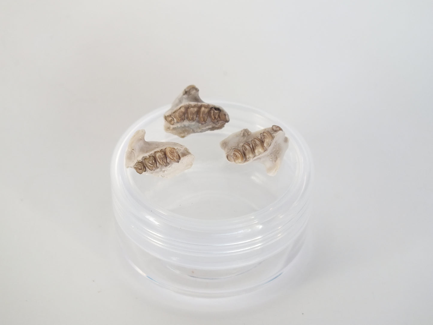 3 Fossil Rabbit Jaws (Nebraska)