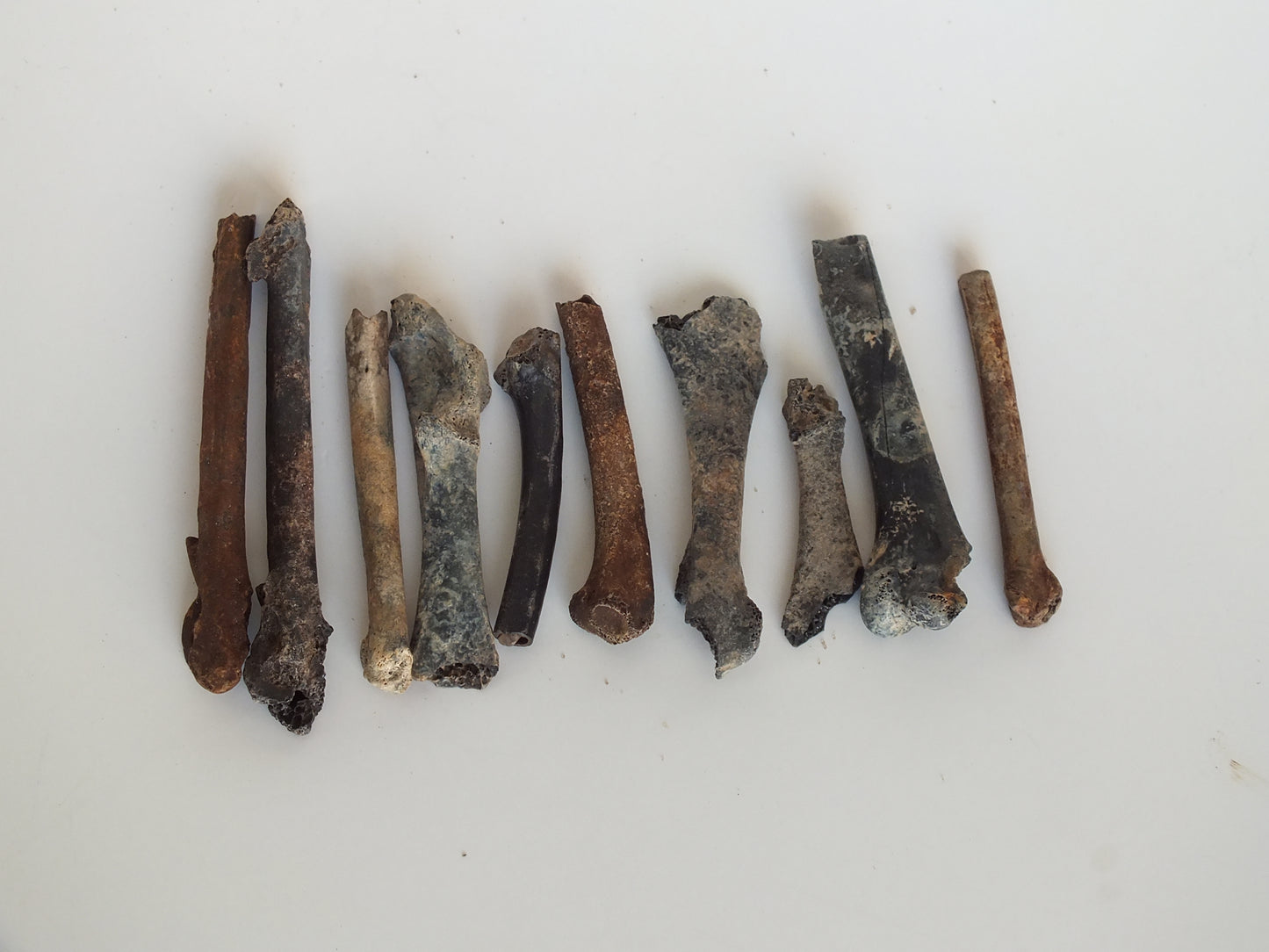 Fossil Bird Bones (Florida)