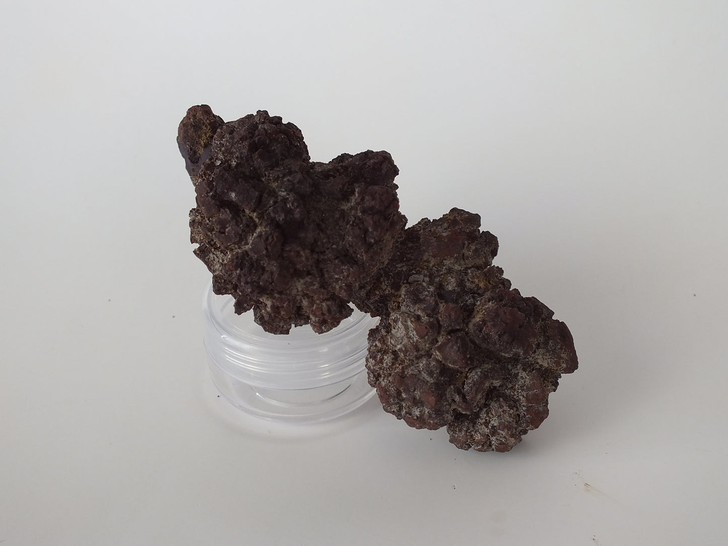 129g Coprolite (Madagascar)