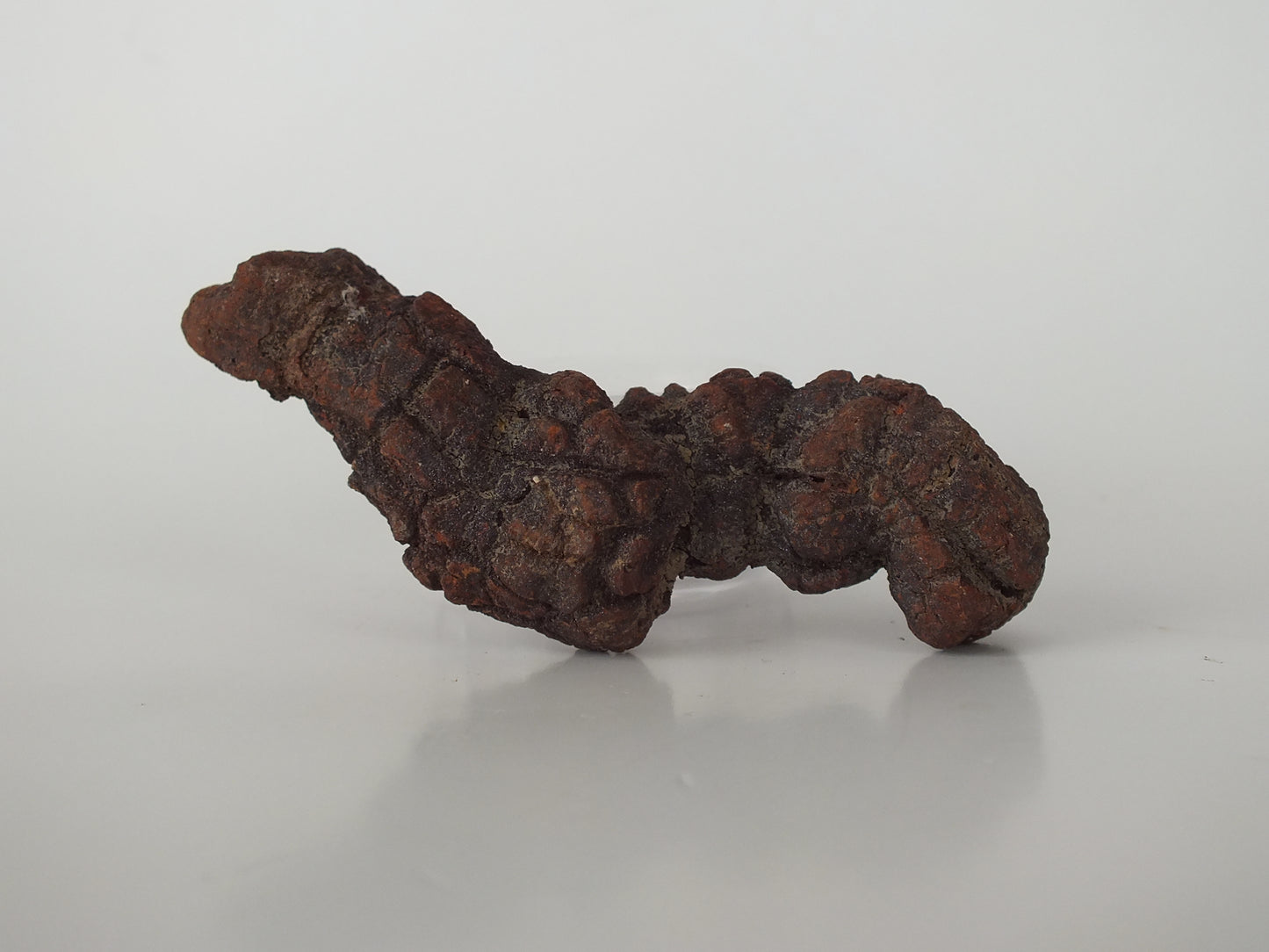 62g Coprolite (Madagascar)