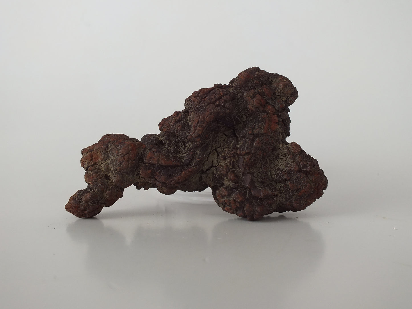 73g Coprolite (Madagascar)