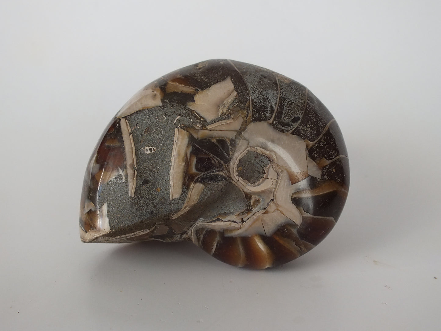 2.95" Nautilus Fossil (Madagascar)