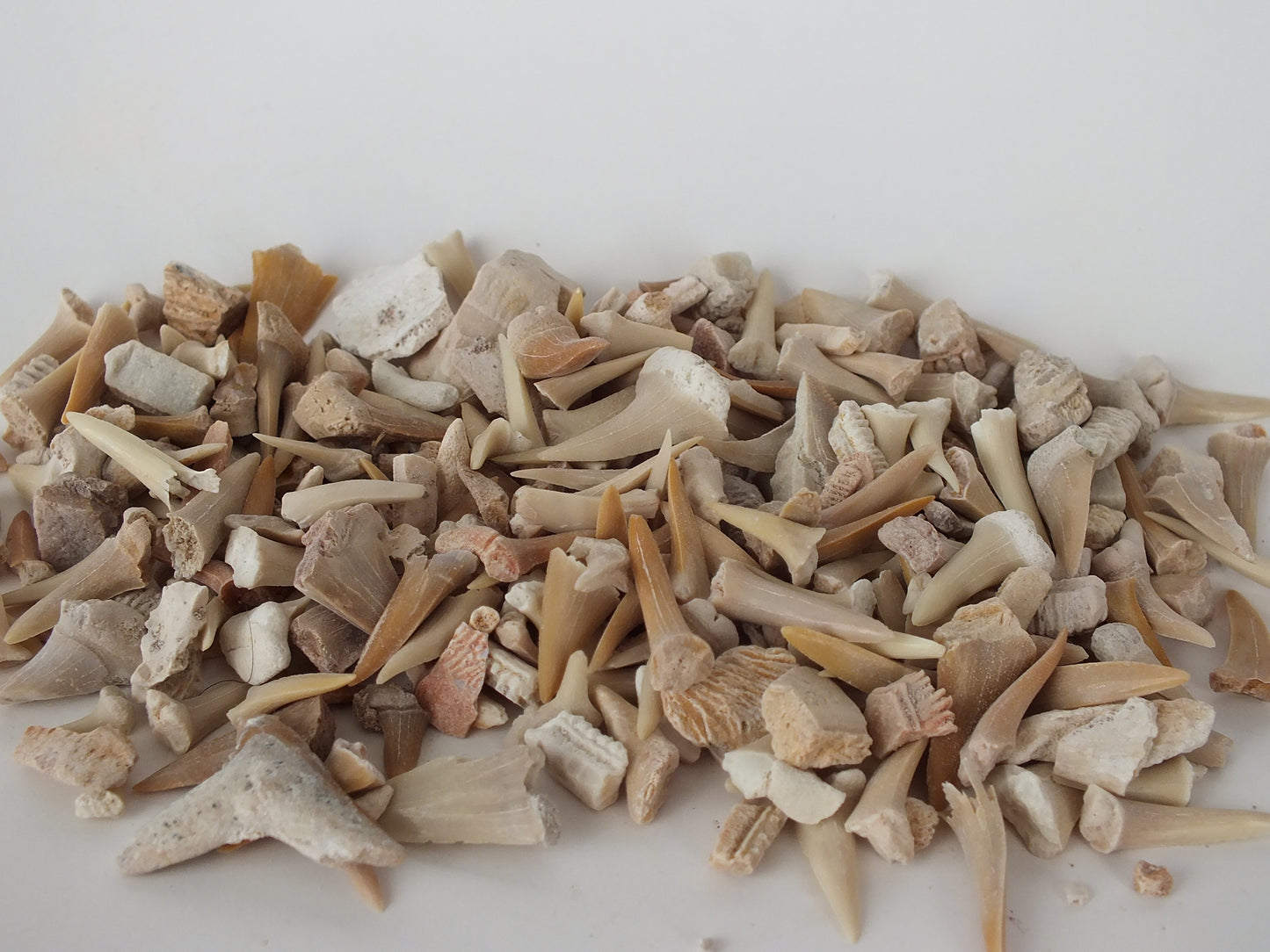 1LBS Bulk Partial Shark Tooth Fossils