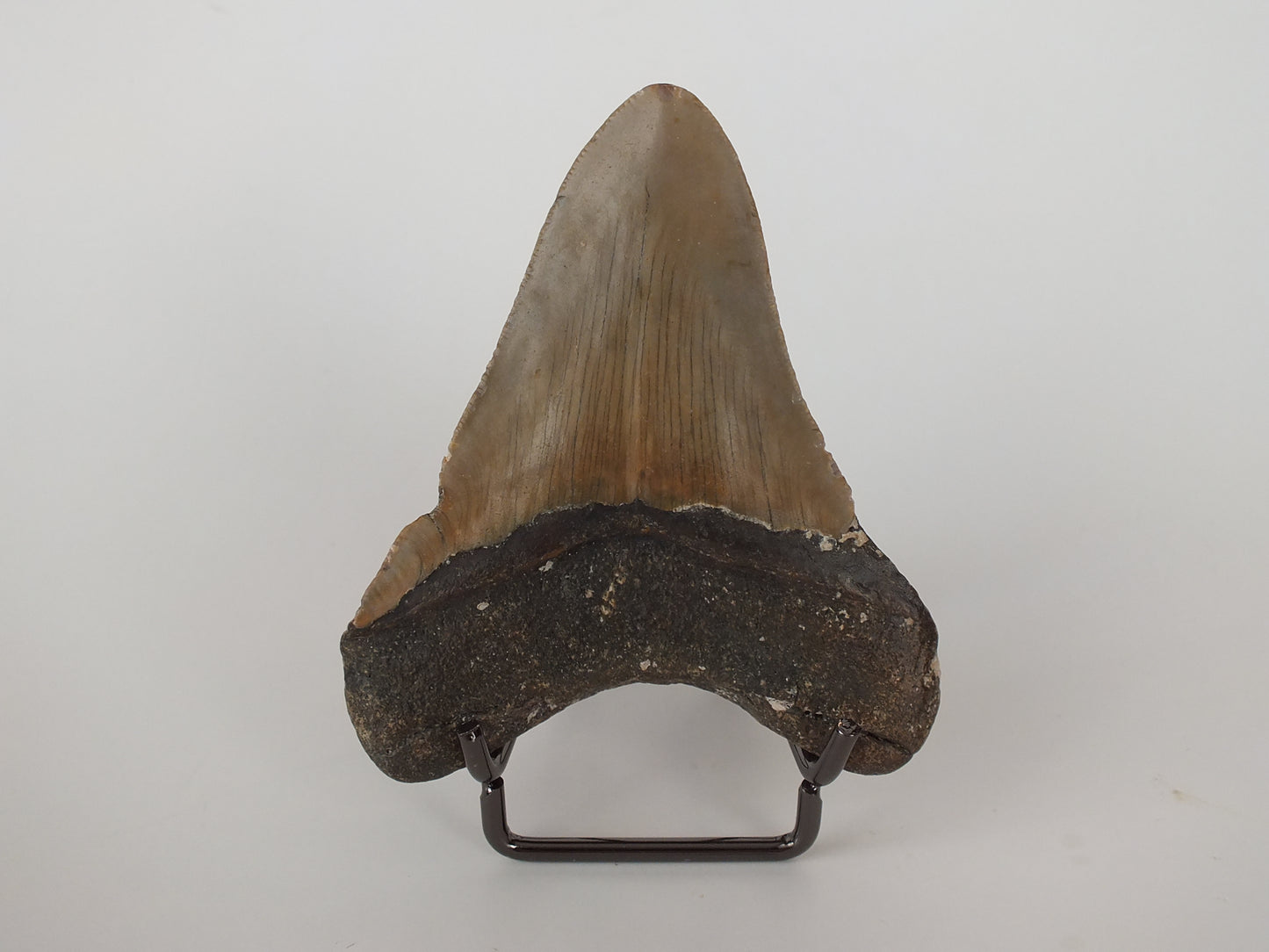 3.43" Megalodon Tooth