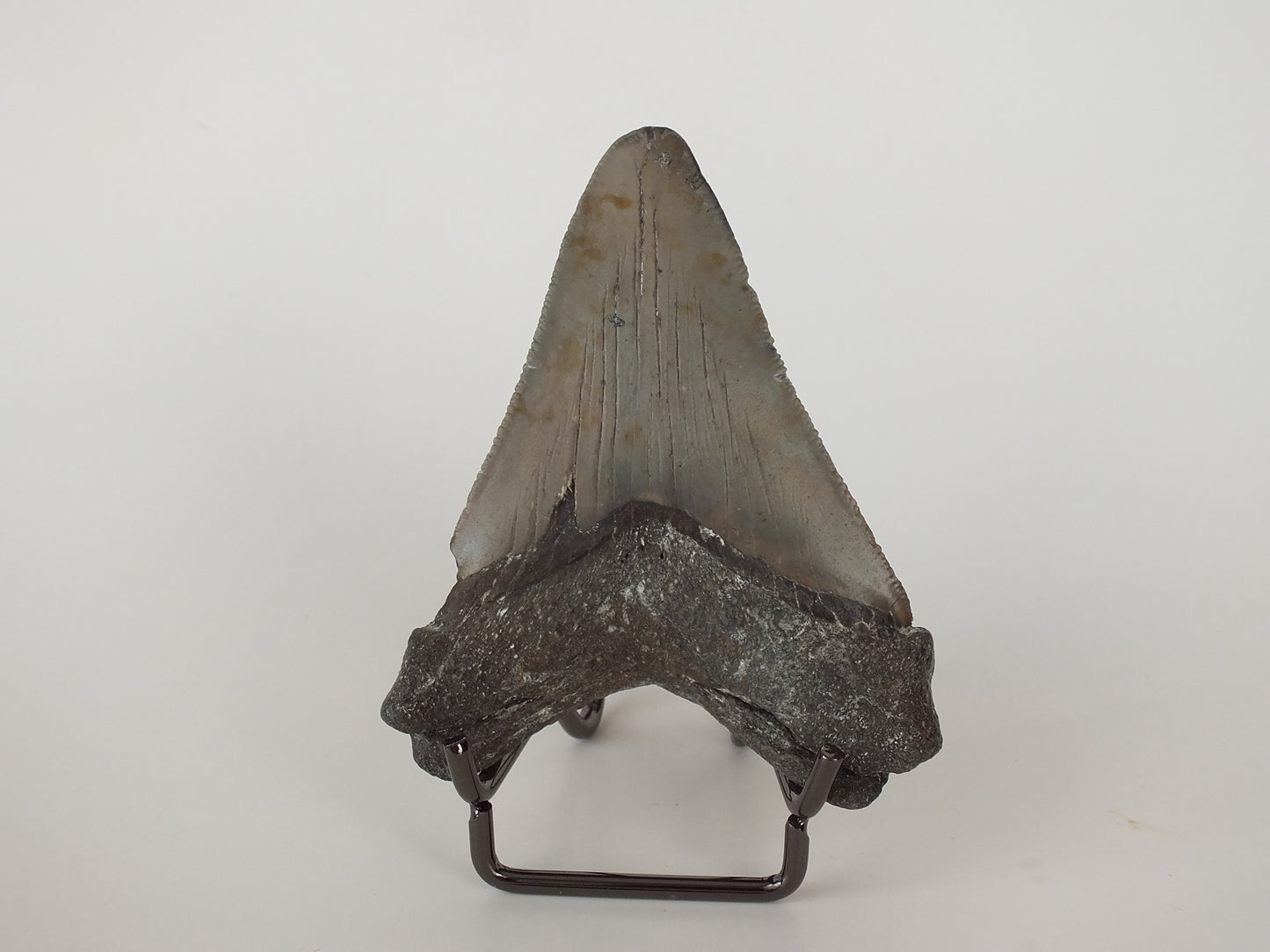 3.34" Megalodon Tooth
