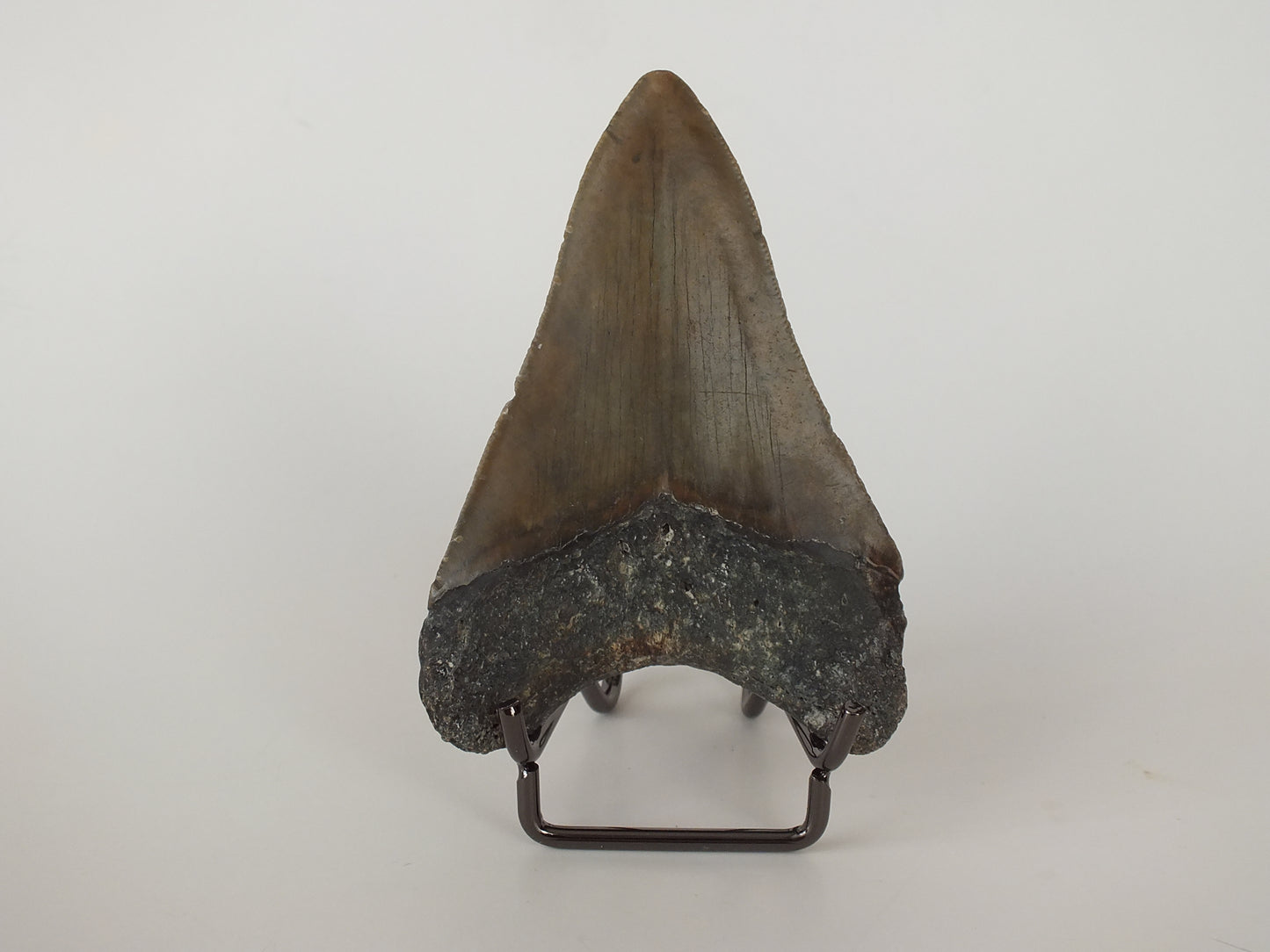 3.66" Megaldon Tooth
