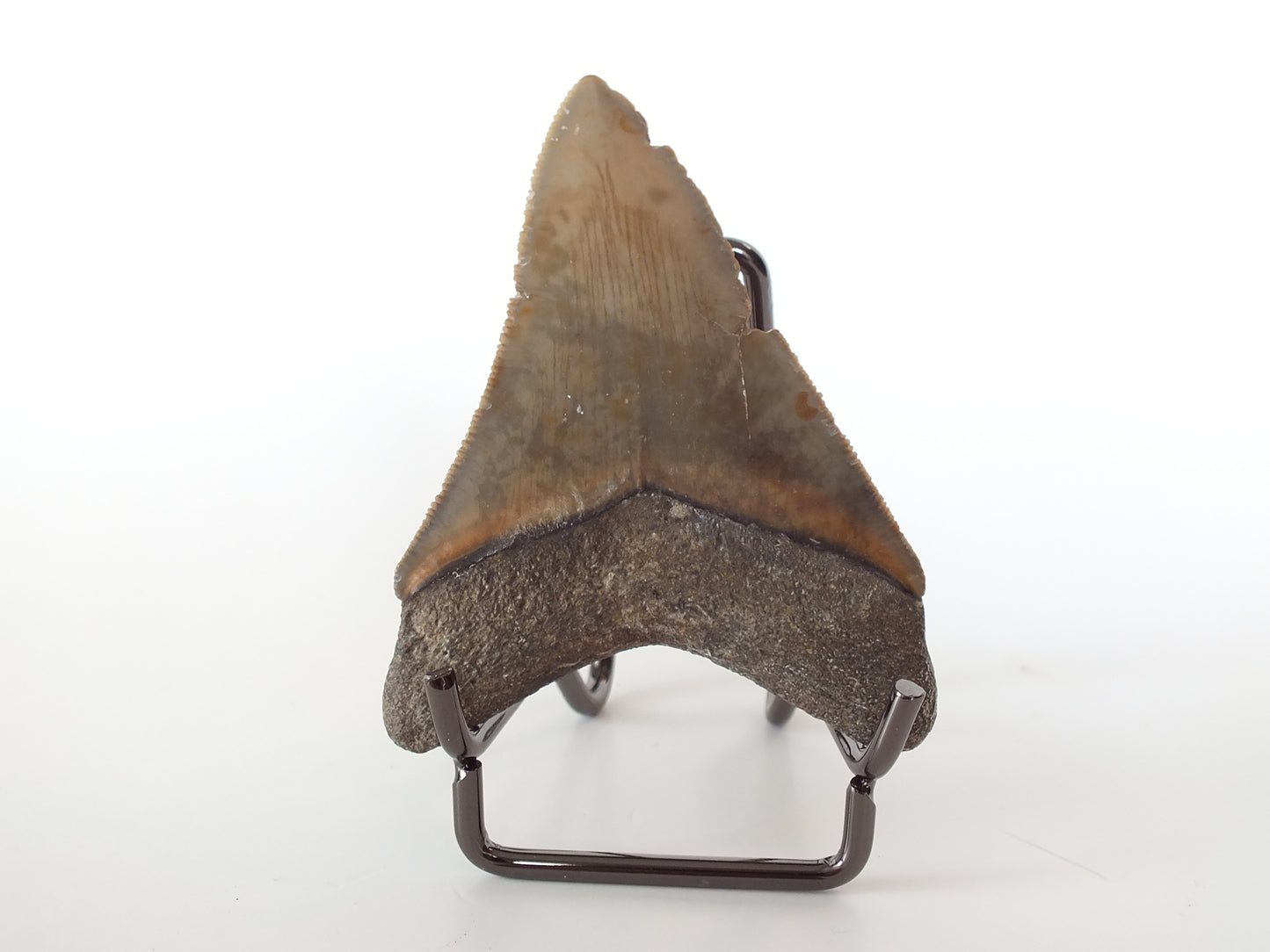2.97" Megalodon Tooth