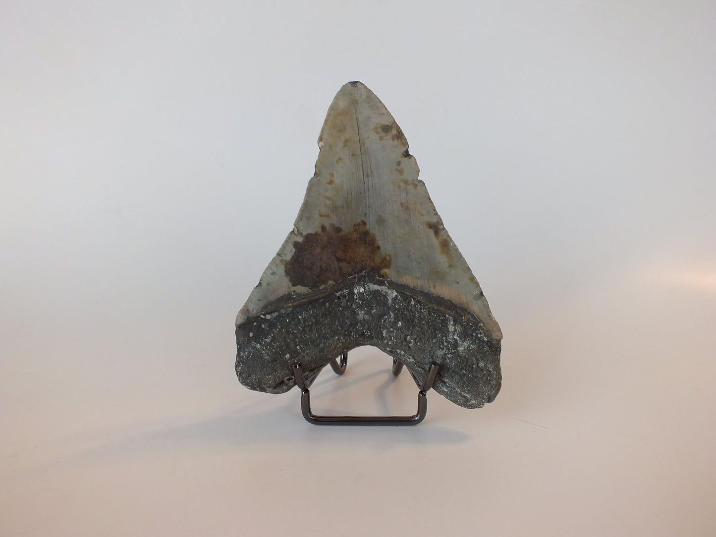 4.38" Megalodon Tooth