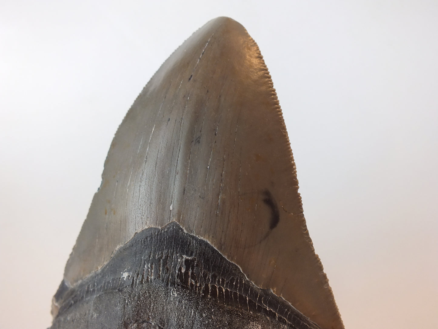 4.95" Megalodon Tooth