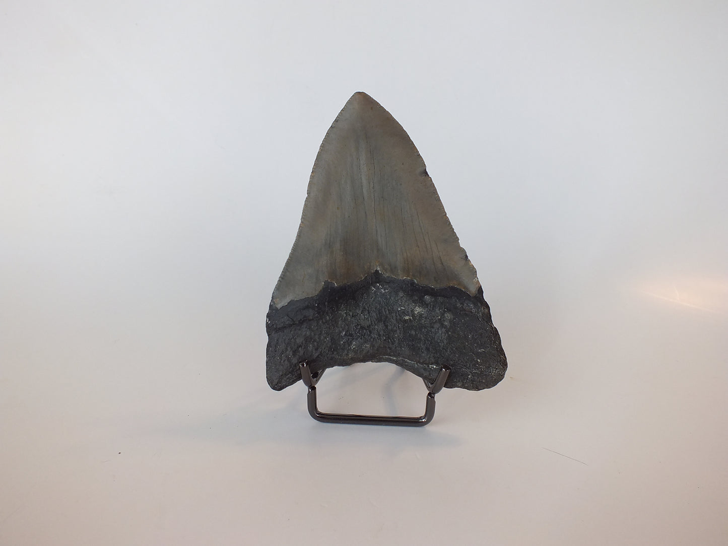 4.04" Megalodon Tooth