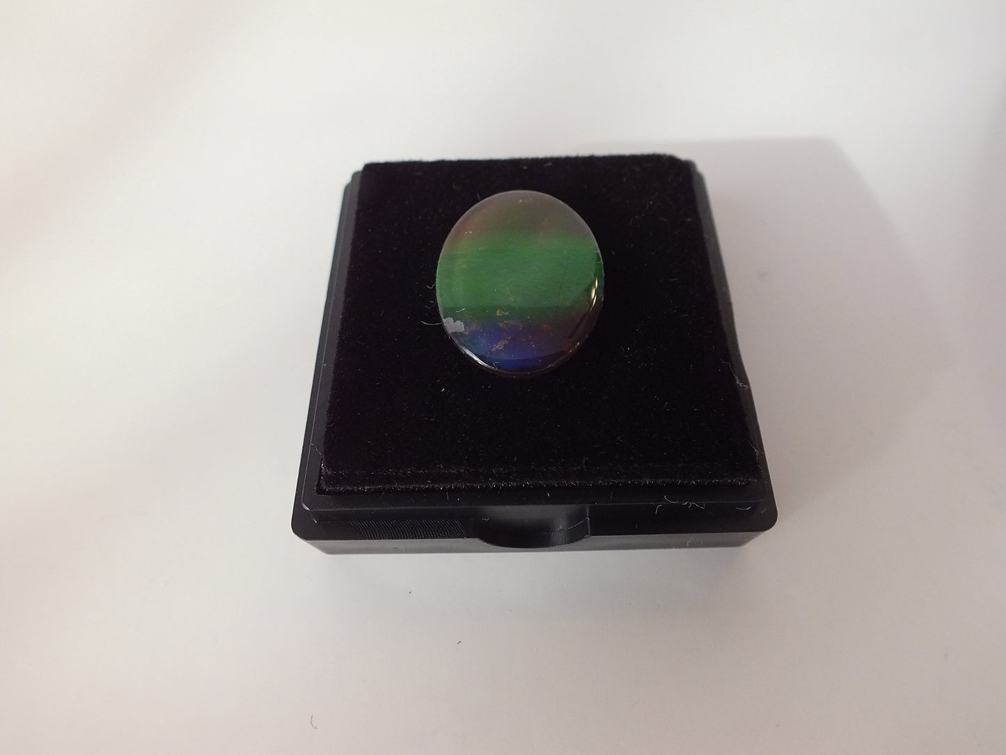 2cm Ammolite