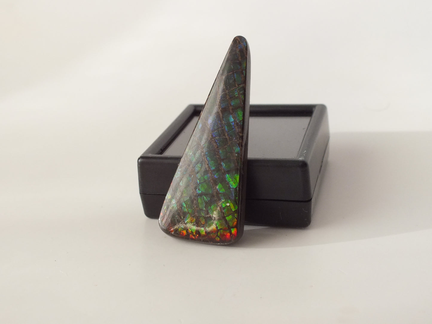 4.7cm Ammolite