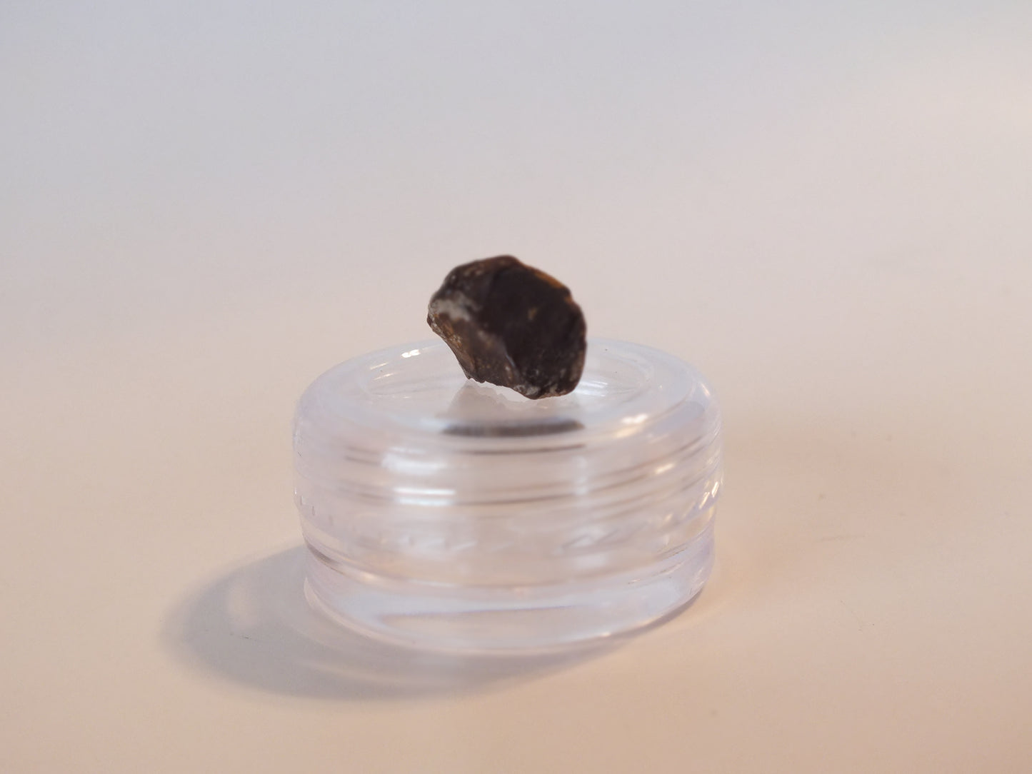 0.42" Triceratops Tooth