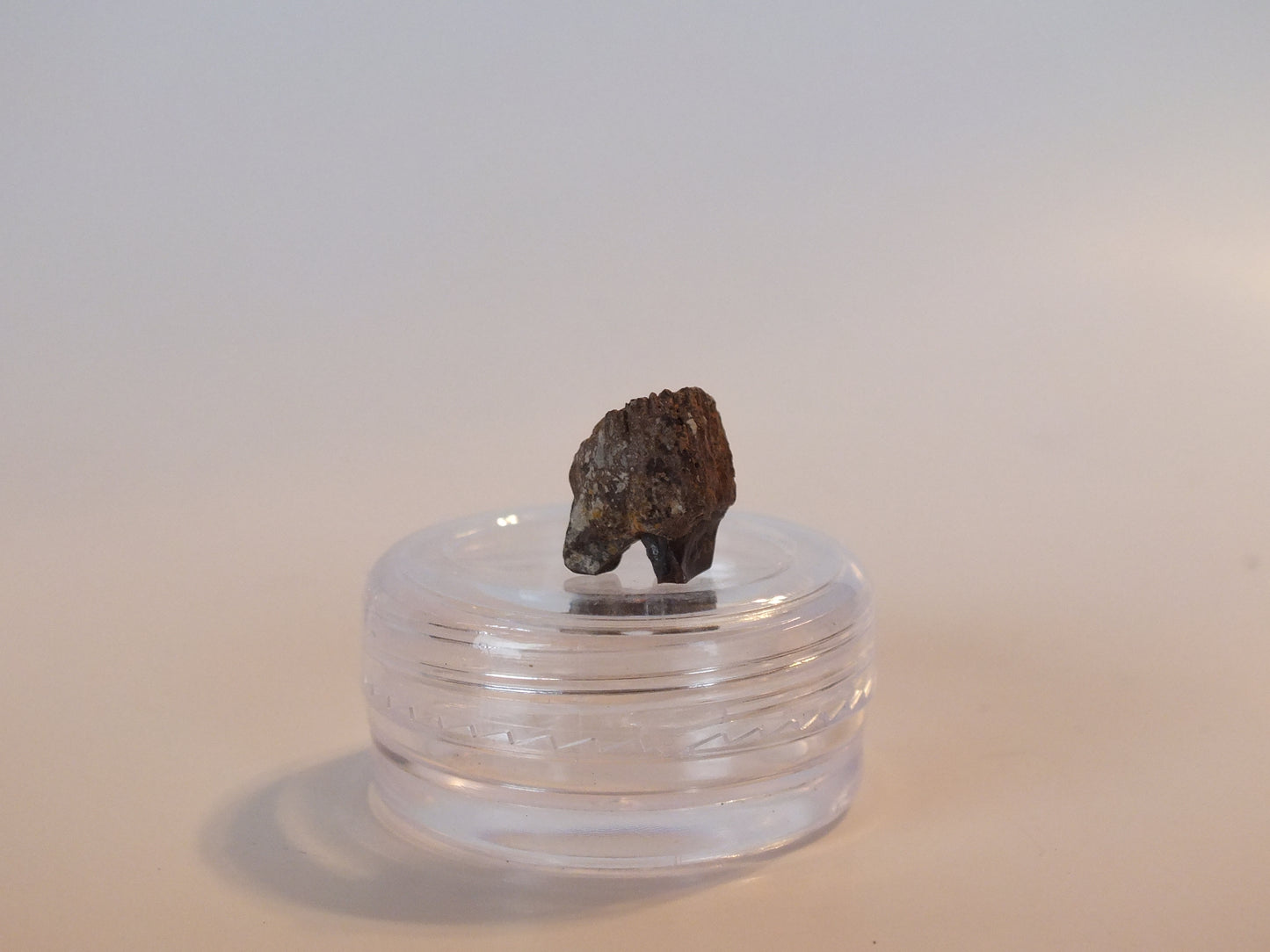 0.46" Triceratops Tooth