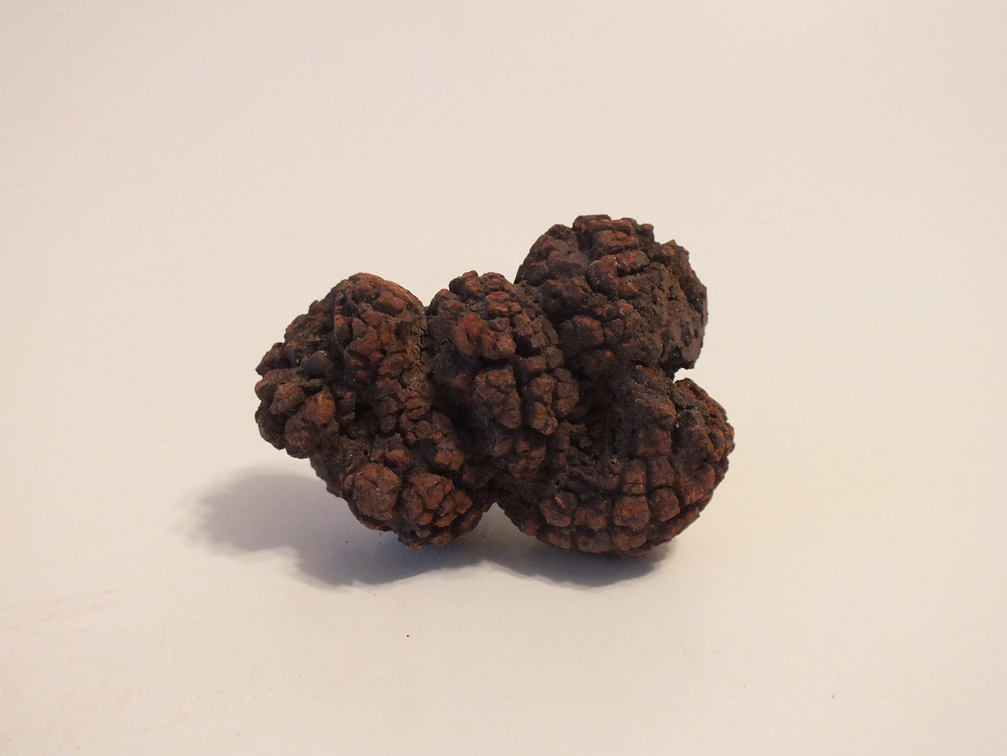 66g Coprolite (Madagascar)