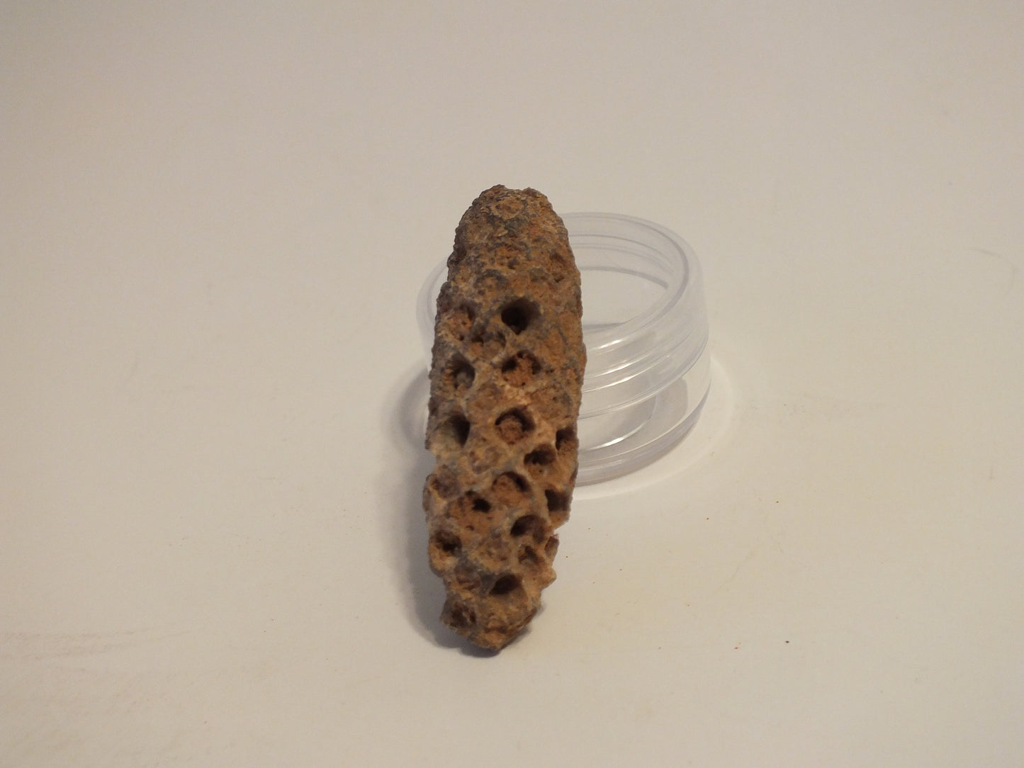 2.17" Fossil Pine Cone (Morocco)