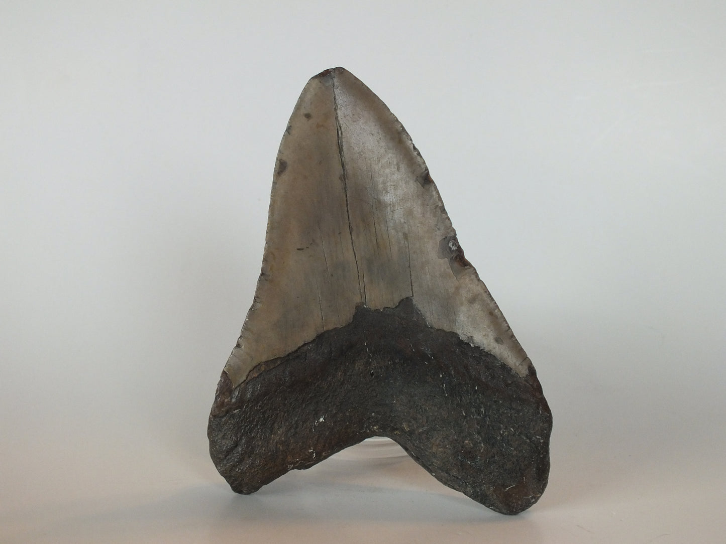 5.23" Megalodon Tooth