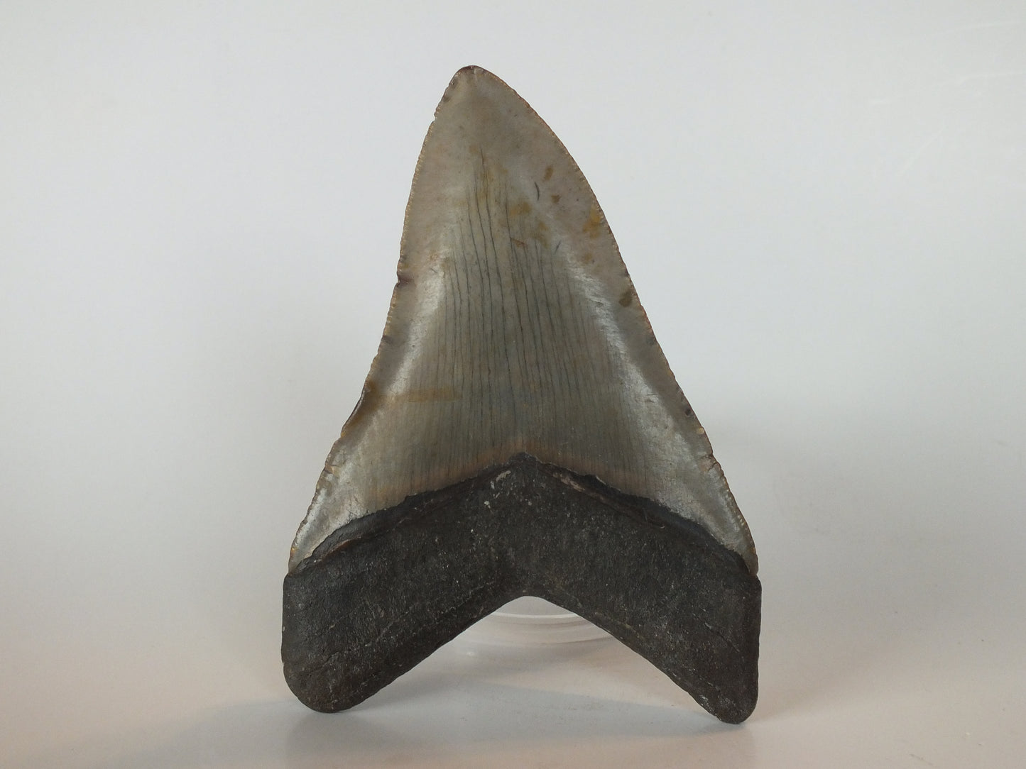 5.02" Megalodon Tooth