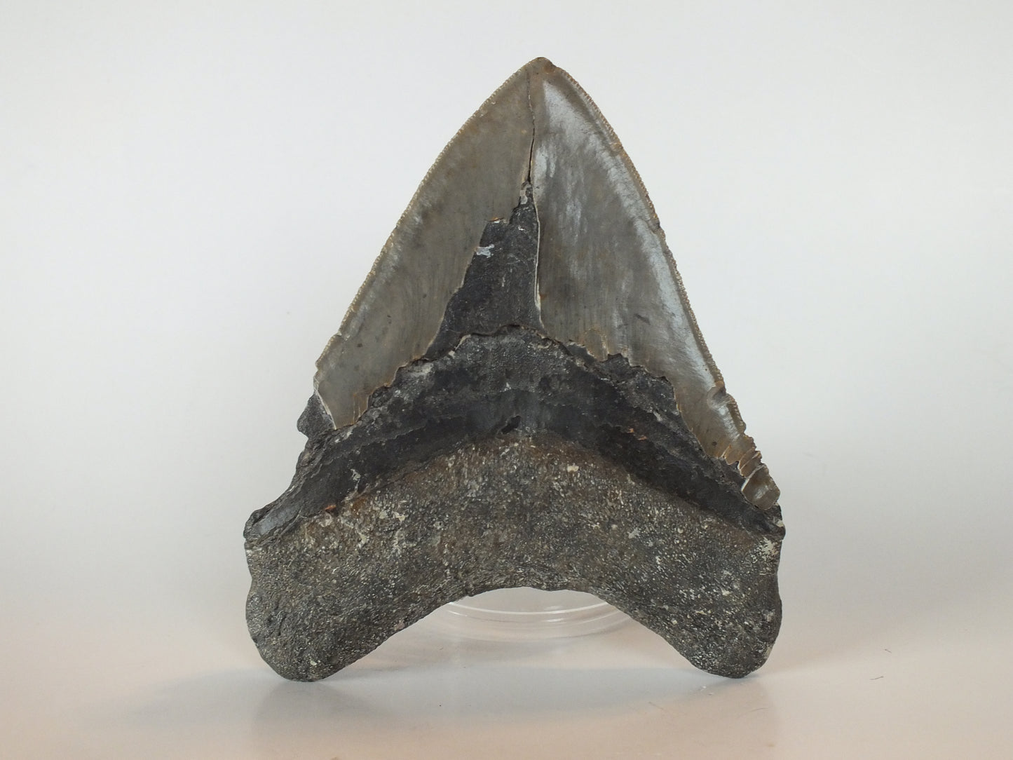 5.67" Megalodon tooth