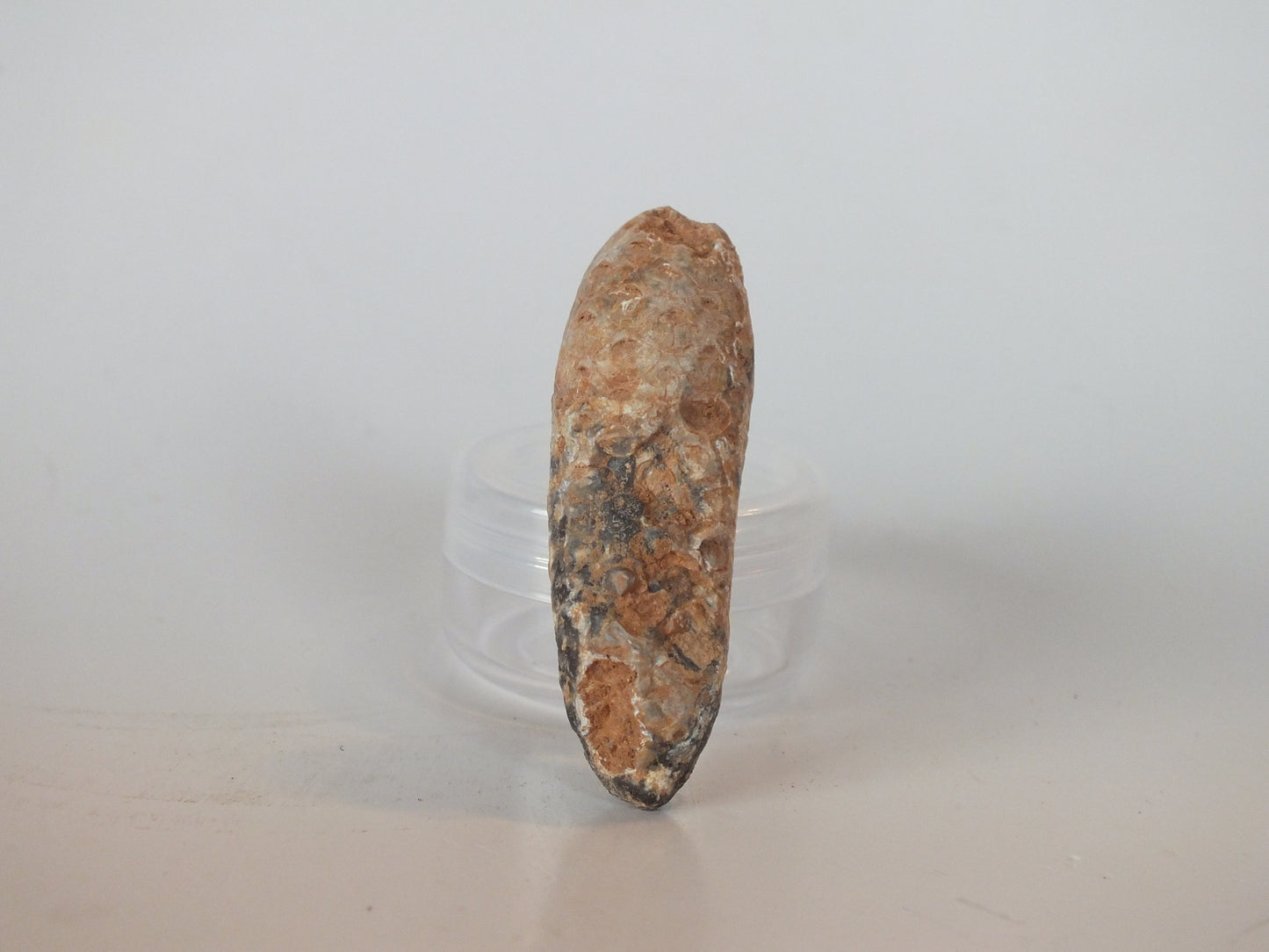 2.16" Fossil Pine Cone (Morocco)