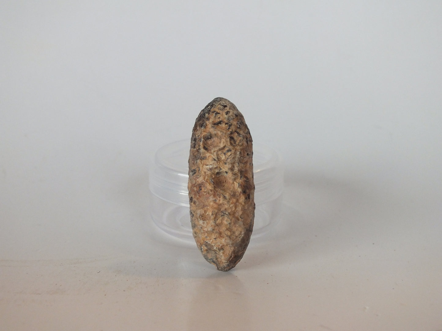 1.74" Fossil Pine Cone (Morocco)