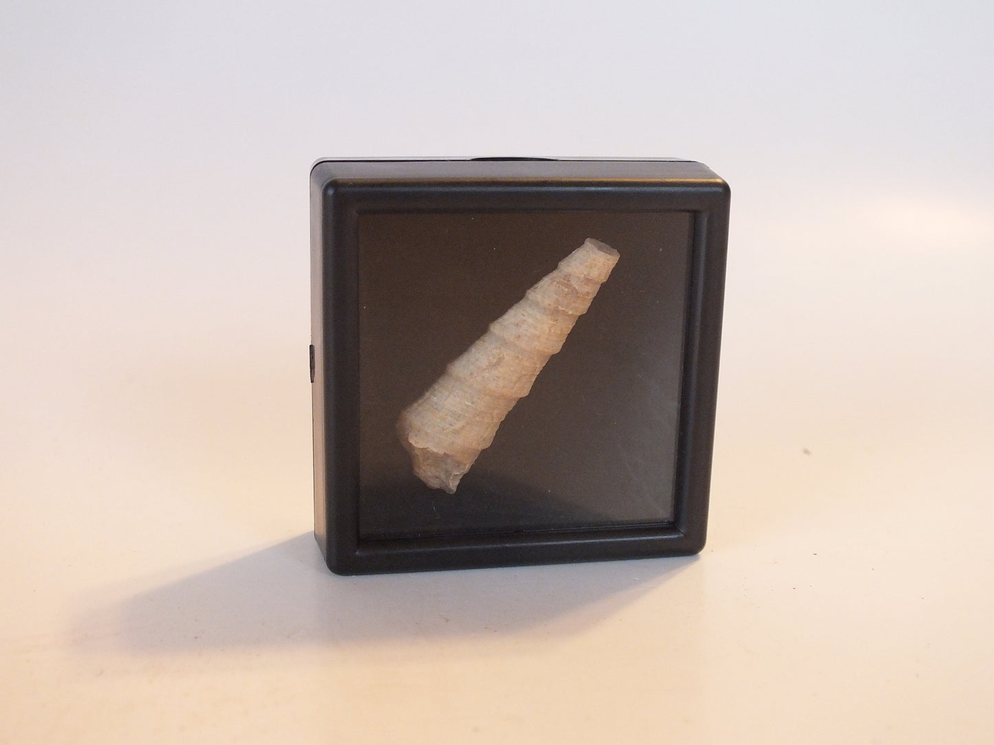 1.25" Turritella Fossil (Pakistan)