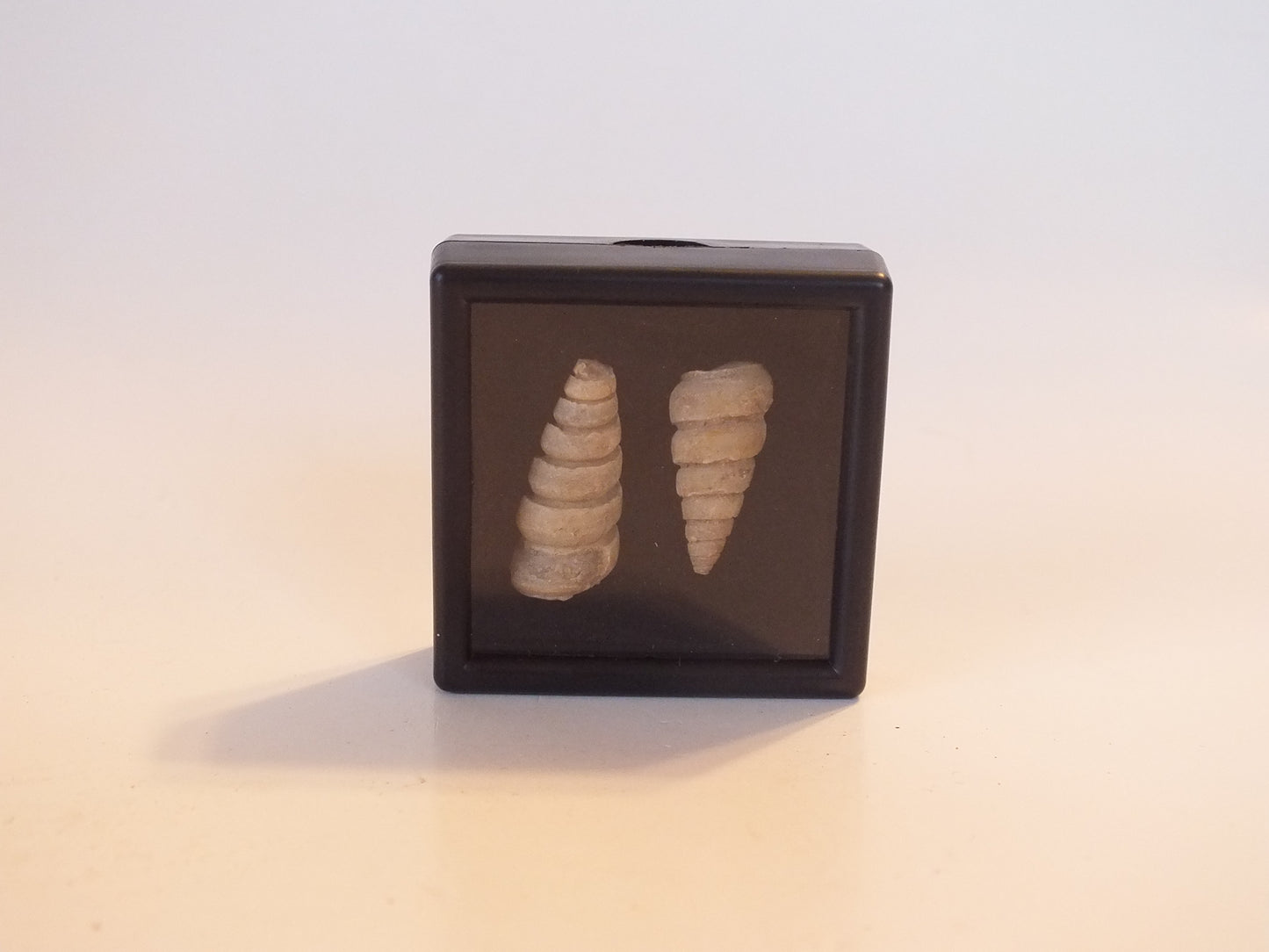 Pair of Turritella Fossils (Pakistan)